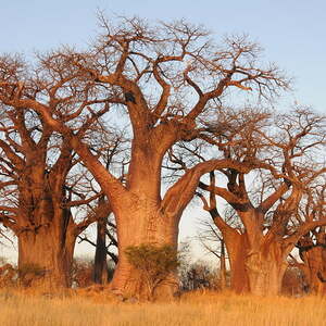Reise nach Namibia und Botswana
