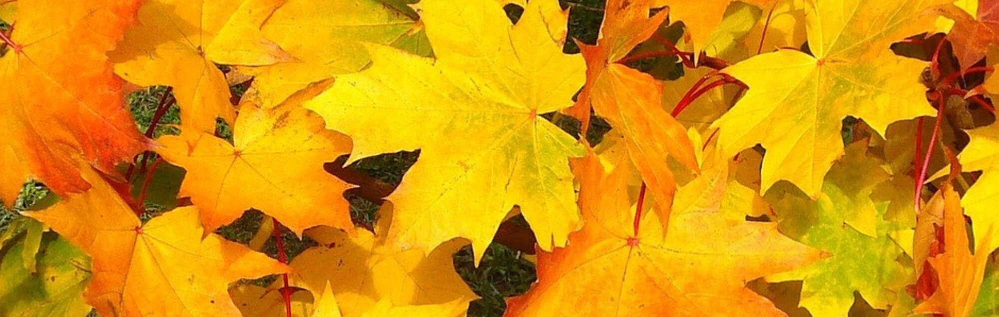 Herbstlaub in der Sonne