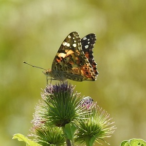 Heidewald Schieferegg - Umweltarbeit in der Diözese Linz