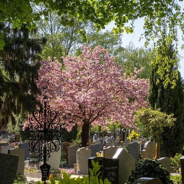 Barbarafriedhof Linz