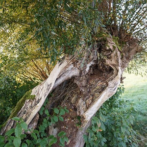 Auf den Spuren des heiligen Hubertus