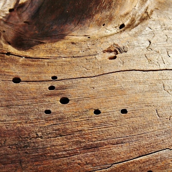 Holzwurmbekämpfung