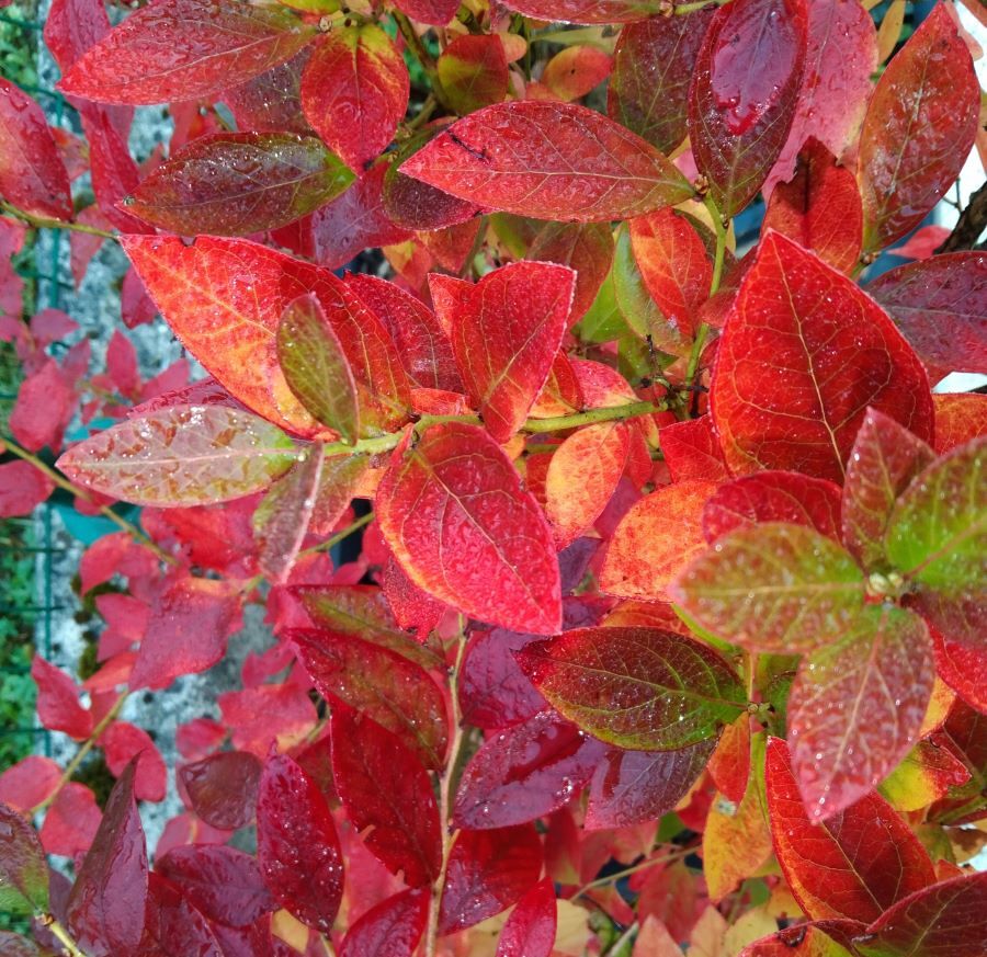 Herbstlaub