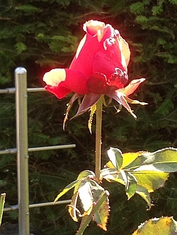 Rose im Herbst