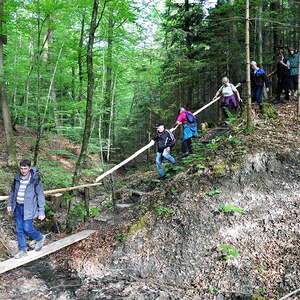 im Stierlingerwald, Gem. Bürmoos