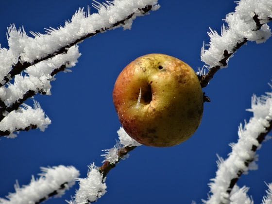 Keine Fotomontage - ein übriggebliebener Apfel am Baum im Winter!