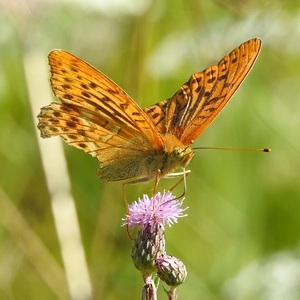 Heidewald Schieferegg - Umweltarbeit in der Diözese Linz