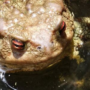 Bringt angeblich Glück