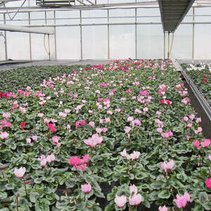 Pfarre Neumarkt im Mühlkreis