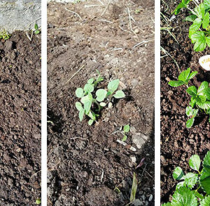 #gemeinsamgarteln 2020 Bad Schallerbach