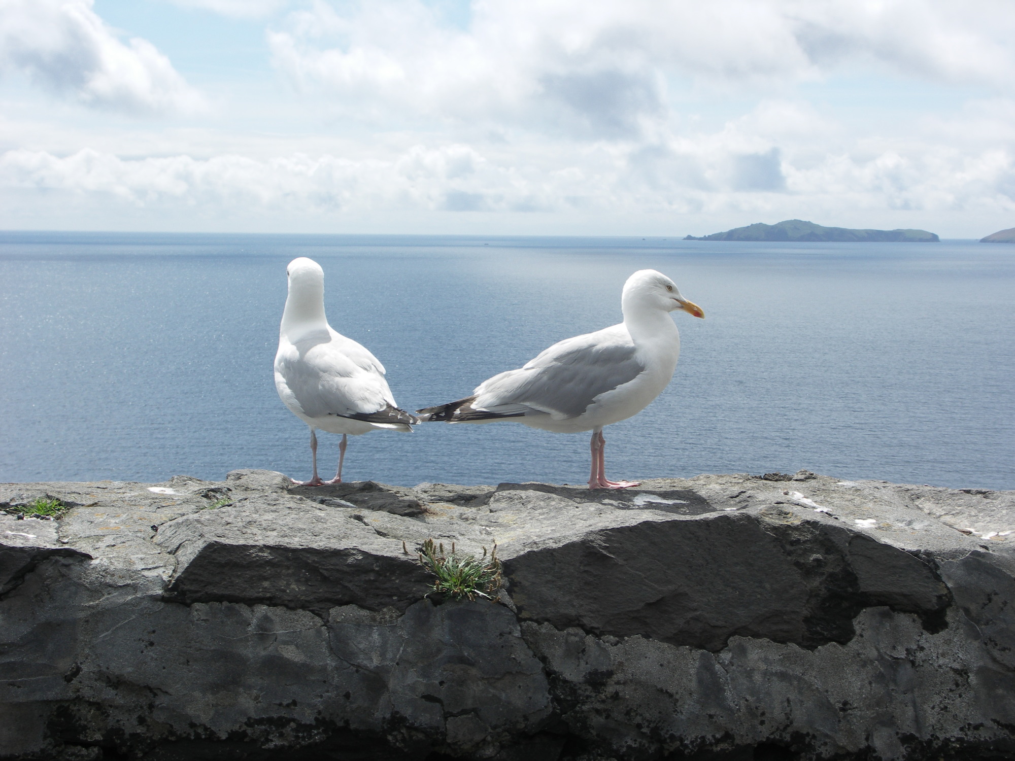 KONICA MINOLTA DIGITAL CAMERA  