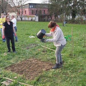 Wildheckenpflanzung auf der Pfarrwiese