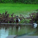 Katharinafeier der kfb oö 2017 in Wels-St. Franziskus                                                          