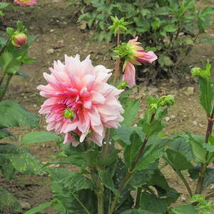 kfb Ausflug 2017 Pfarre Neumarkt im Mühlkreis