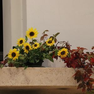 Erntedankfest in St. Quirinus 2022