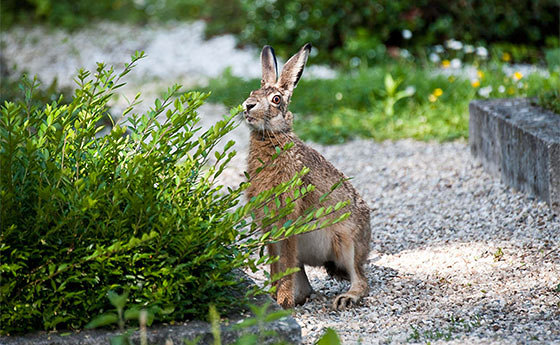 Auch Hasen leben am St. Barbara Friedhof / © Nik Fleischmann Auch Hasen leben am St. Barbara Friedhof