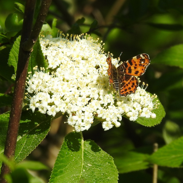 Heidewald Schieferegg - Umweltarbeit in der Diözese Linz