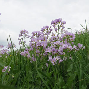 Pilgern Schlierbach-Klaus