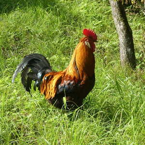 Ökum. Pilgerwanderung