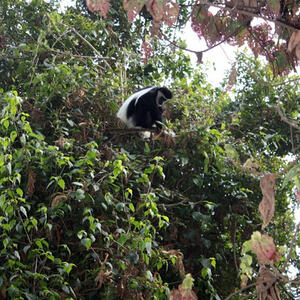 Kilimanjaro-Besteigung von Pfarrer Wimmer