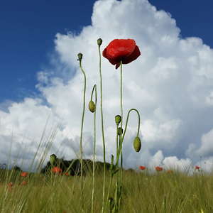 Mohn