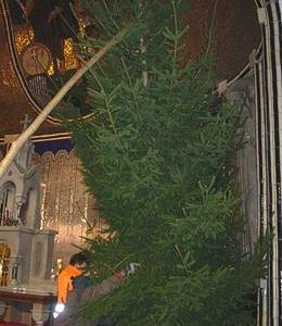 Christbaum in der Pfarrkirche