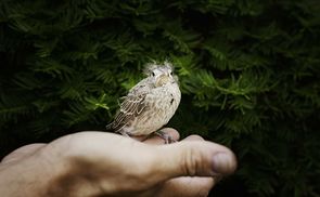 Kleiner Vogel, geborgen in der schützenden Hand