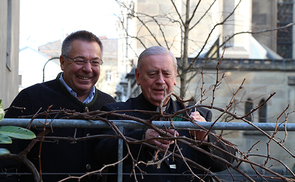 Weinbauer Johann Polczer und Bischof Ludwig Schwarz schneiden die Weinstöcke vor der Diözesanen Immobilienstiftung auf dem Linzer Domplatz.