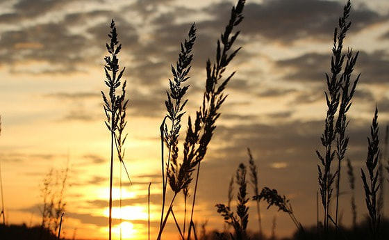 Totenwache / © rihaij/pixabay.com/CC0 1.0 Totenwache