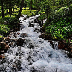 Vorarlbergreise der Kokuwawis