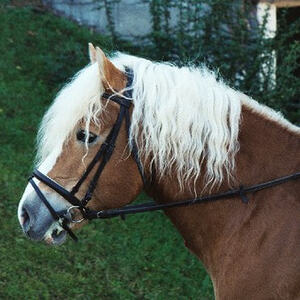 Leonhardiritt und Pferdesegnung