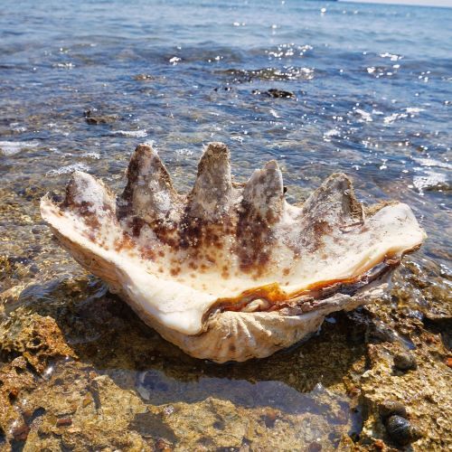 Muschel am Meeresrand