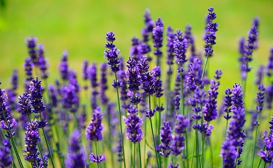Lavendel