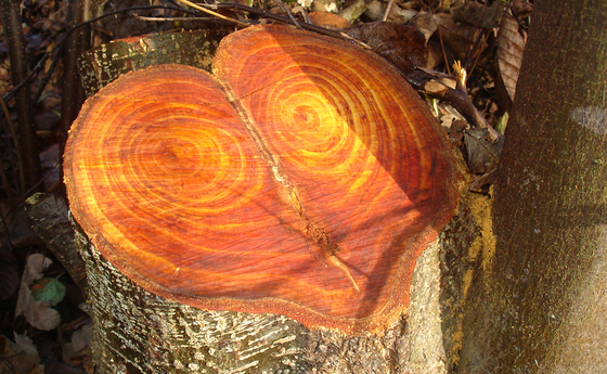 Richtig sehen lernen