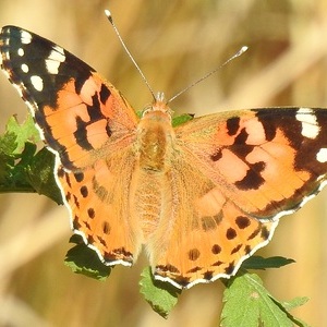 Heidewald Schieferegg - Umweltarbeit in der Diözese Linz