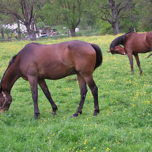 Wallfahrt nach Maria Schnee