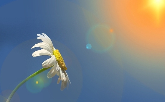 Margarite entscheidet sich für die Sonne