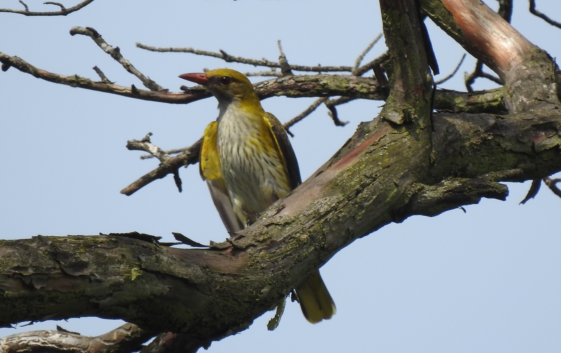 Pirol / Florian Mayr