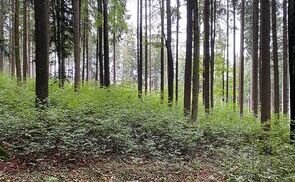 Tag des Waldes: Diözese Linz macht ihre Wälder klimafit