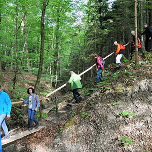 im Stierlingerwald, Gem. Bürmoos
