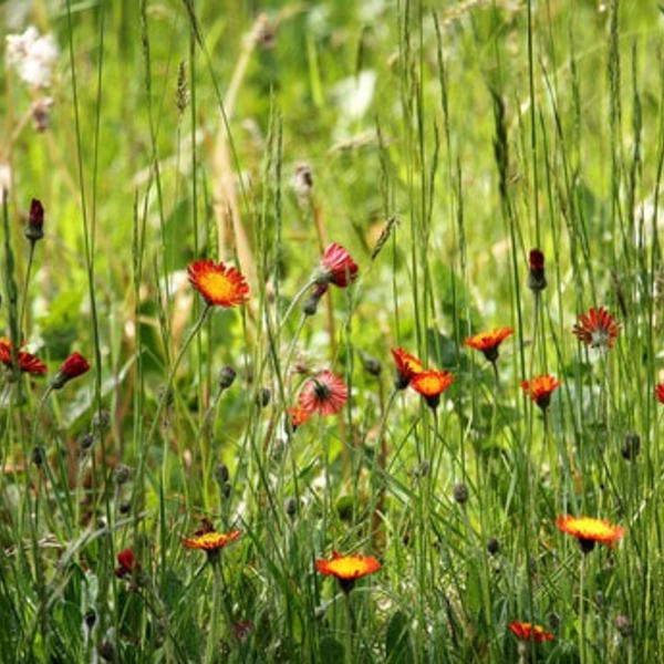  „Ist das Gras in Nachbars Garten wirklich grüner?“