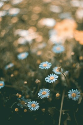 Sommer