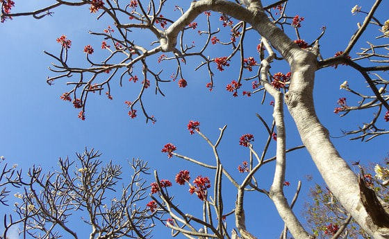 Blühendes Eisen - Gedanken zu den Grabkreuzen
