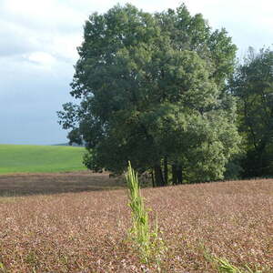 Ökum. Pilgerwanderung