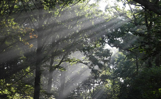 Primiz in der Stadtpfarrer Steyr