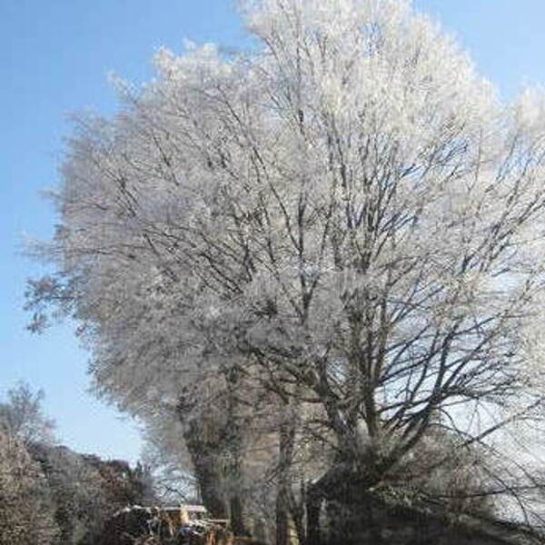 Der Herr segne und behüte dich.