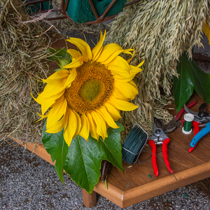 Beate Huemer-Schulz und Maria Ullner beim Binden der Erntekrone