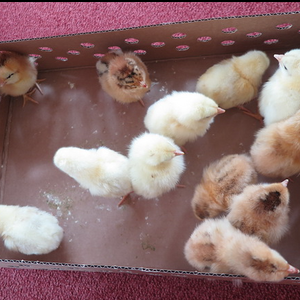 Kinder dürfen Küken halten