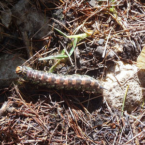 Bergandacht Dümlerhütte
