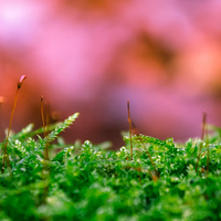 Wahrnehmen und Staunen... / © photolover_paul/pixabay.com/CC0 1.0 Wahrnehmen und Staunen...